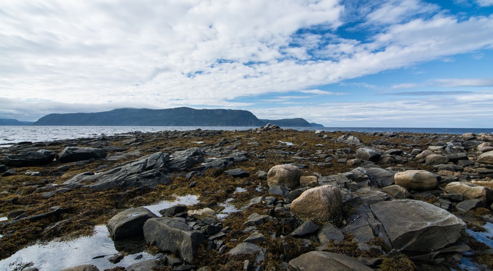 Rocks and seaweed cover the shore of a bay in the province of Newfoundland and Labrador