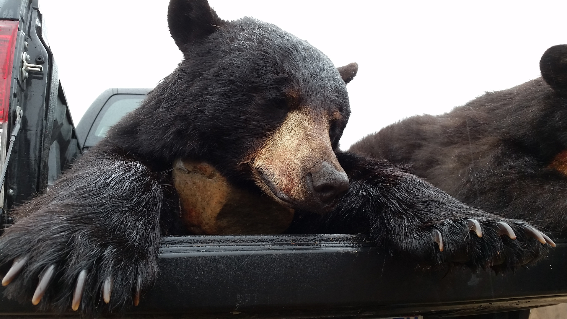 Black bears loaded in the back of a pickup truck