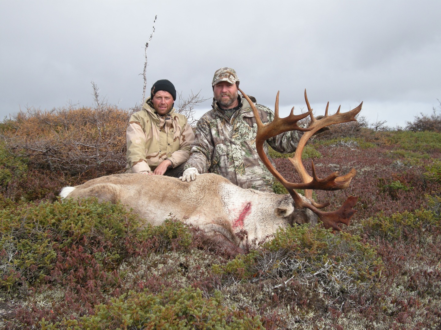 Two men in a field with a hunted moose
