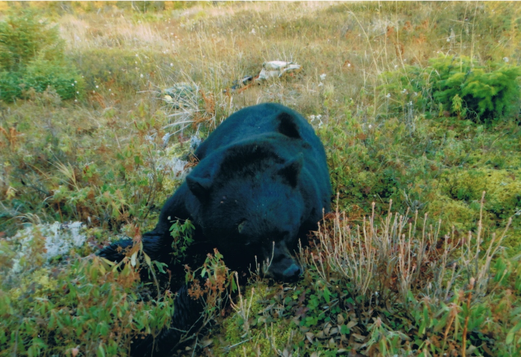 A black bear lying down on the field