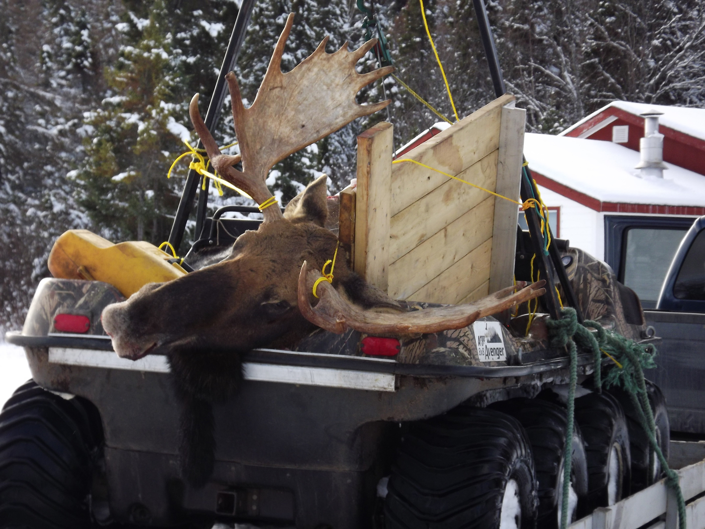 Hunted moose loaded on a vehicle